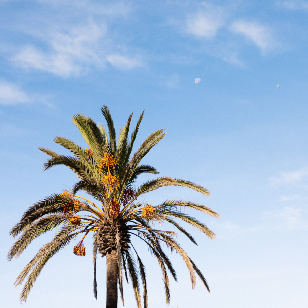Palme, Cala Millor, Mallorca
